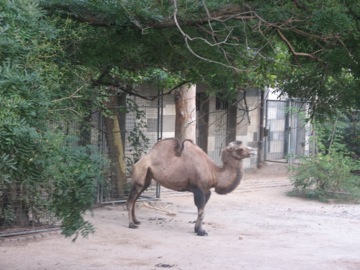 Camel